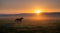 Wild horse galloping across open prairie grassland at golden hour sunset with warm orange sky and mountain silhouettes in background creating dramatic landscape.