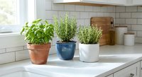 Fresh herbs basil rosemary thyme growing in terracotta blue white pots on modern kitchen counter with subway tile backsplash for cooking gardening.