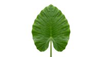 Fresh green tropical leaf with detailed veins isolated on white background for natural design projects and botanical illustrations.