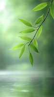 Fresh green leaves on branch over calm water surface with soft bokeh background in morning light, creating zen-like atmosphere for wellness and spa designs.