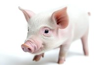 Close up portrait of young pink and white piglet with curious expression on white background, isolated farm animal showing detailed features and soft texture.