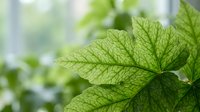 Fresh green mint leaves with detailed texture and veins in natural sunlight for herbal tea, aromatherapy, cooking and wellness applications.