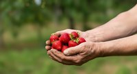 Fresh ripe strawberries held in cupped hands outdoors in garden setting, perfect for organic farming, agriculture, harvest, and food production marketing materials.