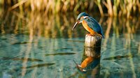 Kingfisher bird perched on wooden post above calm water with perfect reflection, surrounded by golden reeds in natural wetland habitat during golden hour.