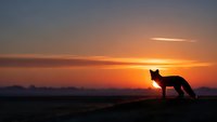 Fox silhouette standing on hill during golden hour sunset with dramatic orange sky and peaceful countryside landscape for wildlife photography.