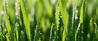 Fresh green grass blades covered with sparkling morning dew drops creating natural water pearls on vibrant lawn surface for spring garden backgrounds.
