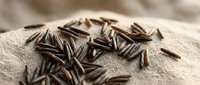 Sunflower seeds scattered on natural linen fabric, suitable for food, agriculture, nutrition, and culinary content.