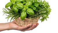 Fresh herbs in wicker basket held by hands isolated on white background. Basil, rosemary and parsley plants for cooking and culinary use.