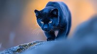 Majestic black panther with piercing blue eyes crouching on rocky surface during golden hour twilight for wildlife photography and nature documentaries.