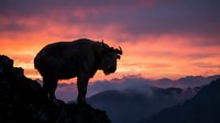 Majestic yak silhouette standing on rocky mountain peak against dramatic sunset sky with purple and orange clouds over mountain ranges.