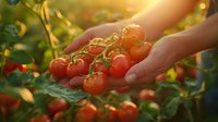Hands holding fresh ripe cherry tomatoes on vine in garden at sunset, organic farming and harvest concept for healthy eating.