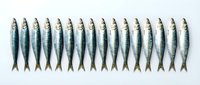 Fresh sardines arranged in neat row on white background for culinary and seafood market design projects.