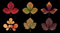Six colorful autumn leaves in red, orange, green and burgundy tones, isolated on transparent background. Ready for clipart, stickers, t-shirt design, sublimation, print on demand.