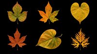 Autumn leaves collection featuring maple, heart-shaped, and decorative foliage in fall colors. Isolated on transparent background, ready for t-shirt design, clipart, stickers, sublimation, and print-on-demand projects.