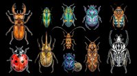 Colorful insect collection featuring beetles, bugs, and beetles isolated on transparent background, ready for t-shirt designs, clipart, stickers, sublimation, and print-on-demand projects.