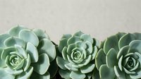 Three green succulent plants arranged in row against neutral beige background for home decor and gardening concepts.