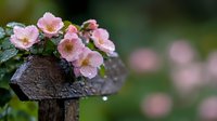 Pink wild roses growing on rustic wooden fence post with water droplets after rain, creating romantic garden atmosphere against soft blurred natural background.