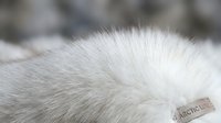 Soft white arctic fox fur texture with natural fluffy winter coat detail for luxury fashion and wildlife design projects.
