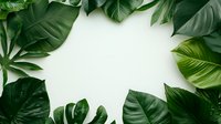 Tropical green monstera and palm leaves frame on white background. Natural botanical border arrangement with copy space for summer design.