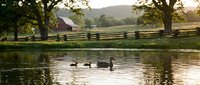 Ducks swimming in a peaceful pond with a rustic wooden fence and barn visible in the countryside landscape during golden hour.