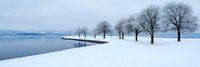 Serene winter lakeside scene with snow-covered trees and wooden pier extending into calm water under overcast sky for seasonal nature backgrounds.