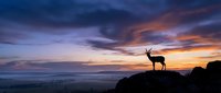 Majestic deer silhouette standing on rocky cliff against dramatic sunset sky with purple and orange clouds over mountain landscape for nature wildlife design.