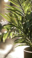 Sunlit palm leaves with soft bokeh effect create dreamy tropical atmosphere. Green fronds cast delicate shadows in morning light, potted plant brings nature indoors.