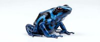 Vibrant blue poison dart frog with striking black markings isolated on white background, suitable for educational materials and design projects.