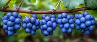 Fresh ripe blue grapes growing on vine branch with green leaves in vineyard, macro panoramic view showing detailed grape clusters and texture.