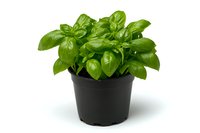 Fresh basil plant with bright green aromatic leaves growing in black plastic pot, isolated on white background for gardening and culinary designs.