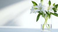 Elegant white lilies in clear glass vase with water and green leaves against minimalist white background with soft shadow play.
