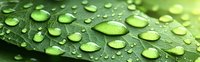 Fresh water drops on green leaf surface creating natural pattern in morning dew, macro nature photography showing environmental purity and freshness.