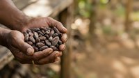 Farmer holding harvested cacao pods and beans in hands on plantation, agricultural production and fair trade cocoa farming concept.