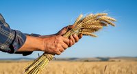 Farmer holding bundle of golden wheat ears in harvested field under clear sky, showcasing agricultural success and grain crop production for farming and harvest themes.