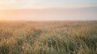 Golden wheat field at sunrise with soft morning light creating a warm, hazy atmosphere across the vast agricultural landscape.