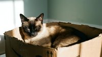 Siamese cat with blue eyes resting in cardboard box by window with natural sunlight streaming in cozy indoor home setting for pet care concepts.