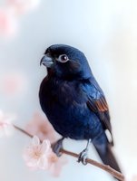 Dark blue finch perched on blooming cherry branch against soft blurred background, red eye and curved beak detail, iridescent feathers catching light.