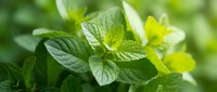Fresh green mint leaves with natural sunlight creating vibrant botanical background for culinary herbs, aromatherapy and organic gardening concepts.