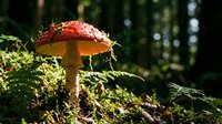 Red mushroom with white spots growing on moss in forest woodland setting with natural sunlight and green background, suitable for nature and botanical designs.