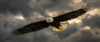 Bald eagle soaring through dramatic cloudy sky with wings spread wide, suitable for wildlife, nature, and freedom-themed projects.