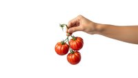Hand holding fresh red cherry tomatoes on vine isolated on white background for healthy eating and organic food concepts.