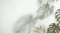 Blurred tropical plant shadows and foliage silhouettes cast on white wall surface, creating soft natural light effects for minimalist interior design and botanical backgrounds.