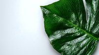 Fresh green tropical monstera leaf with water droplets on white background isolated for natural design elements and botanical decoration projects.