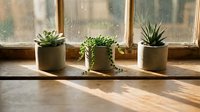 Three small potted succulents arranged on wooden windowsill with natural sunlight streaming through glass windows creating warm shadows on floor.