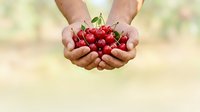 Male hands holding fresh red cherries with stems, ideal for food, agriculture, harvest, and organic produce marketing materials.