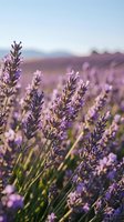 Close-up of purple lavender flowers blooming in expansive field with soft-focused background, ideal for nature, wellness, and botanical design projects.