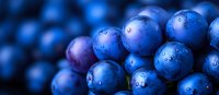 Fresh ripe blueberries with water drops in macro view, natural organic berries background with selective focus and dark blue tones.