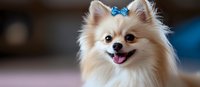 Fluffy cream and white Pomeranian with blue bow accessory smiling at camera, small dog breed portrait for pet care, grooming, and animal lover designs.