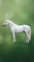 White horse standing gracefully against soft green blurred background showcasing elegant equine beauty and natural grace in outdoor setting.