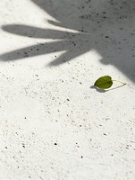 Single green leaf on white concrete surface with dramatic plant shadow creating minimalist composition. Natural sunlight adds depth and contrast.